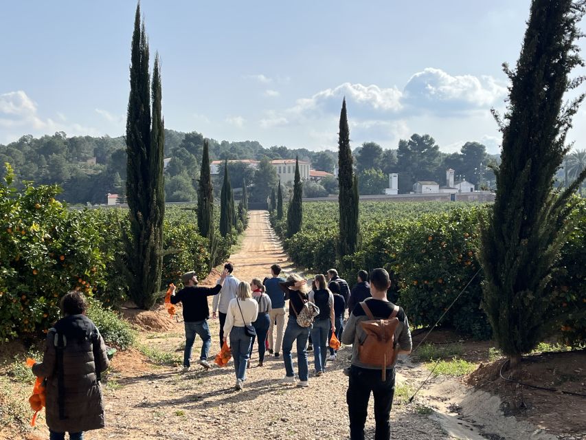 Valencia: Orange Farm and Orchard Trip with Tastings - Picking oranges in season
