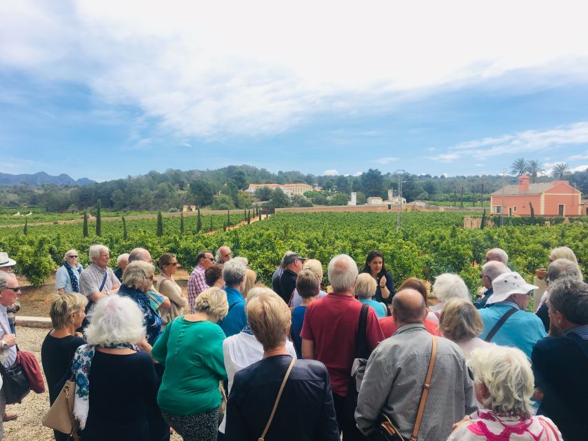 Valencia: Orange Farm and Orchard Trip with Tastings - The orchard well and Valencian irrigation