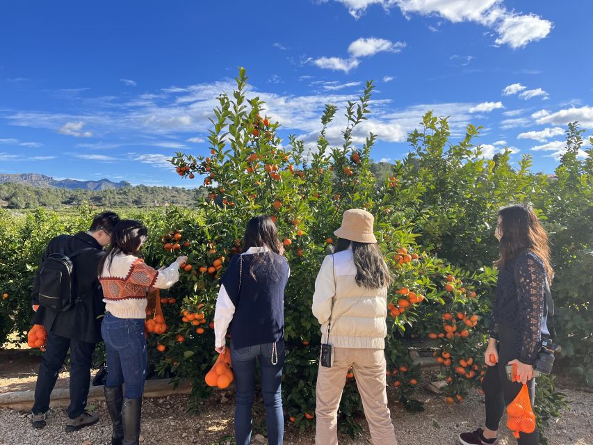 Valencia: Orange Farm and Orchard Trip with Tastings - A tasting that earns its place in the ticket price