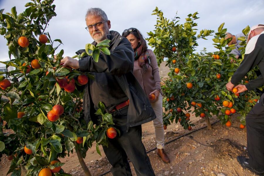 Valencia: Orange Farm and Orchard Trip with Tastings - Arriving at Huerto Ribera from Valencia