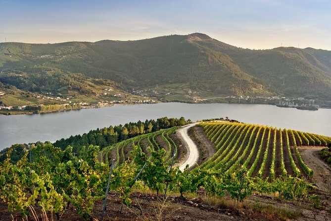 Visit Coastal Vineyard - Why Viña Costeira Tells the Ribeiro Story Well