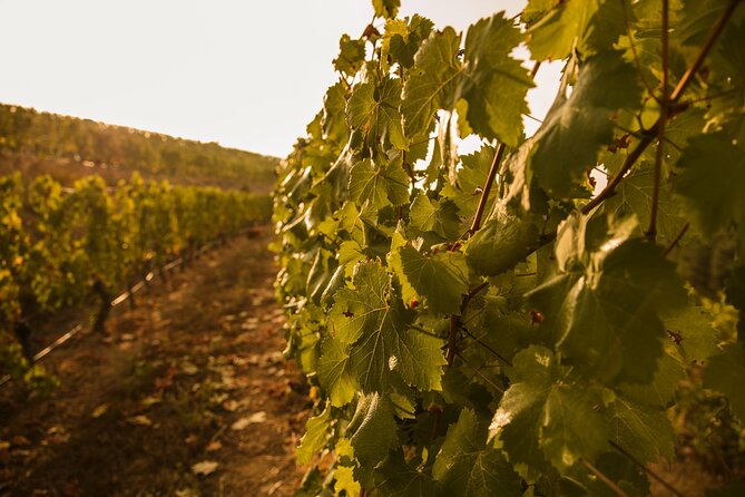 Visit Coastal Vineyard - The 12:00 pm Start in Valdepereira