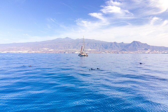 Watching and Listening Whales visiting Los Gigantes&Masca. Food&drinks included - Whale watching along Tenerife’s south coast