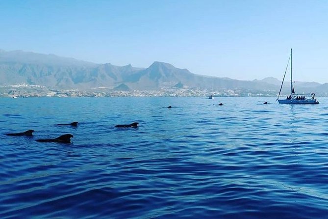 Whale and Dolphin Small Group Sailing from Tenerife South - Breakfast, snacks, and drinks on board