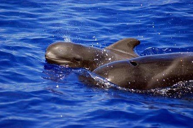 Whale and Dolphin Watching Sailing Boat with Drinks, Snacks and Swimming Time - Setting out from Puerto Colón in Costa Adeje