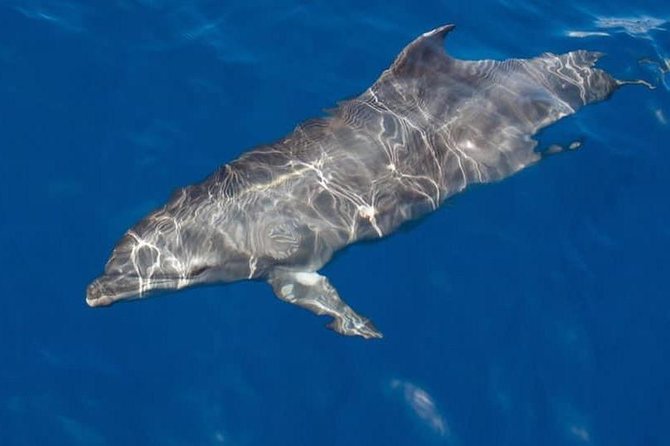 Whale and Dolphin Watching Yacht Trip in Puerto Colon - Key points before you book