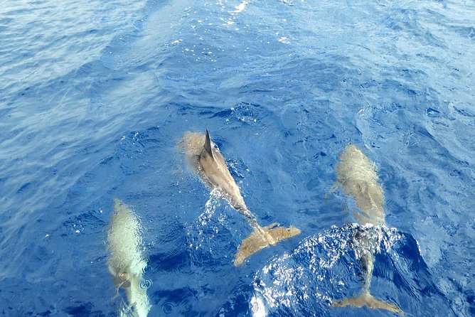 Whale and Dolphin Watching Yacht Trip in Puerto Colon - Swimming and snorkeling in a sheltered bay