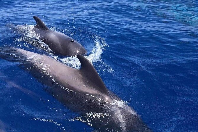 Whale and Dolphin Watching Yacht Trip in Puerto Colon - The captain and the tone of the trip