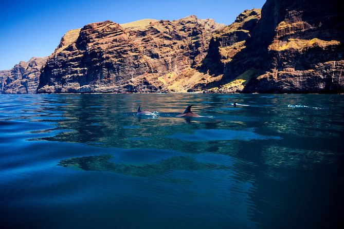 Whale watching and listening Eco-Catamaran Tour with Food Tasting - Is the $48.37 fare good value?