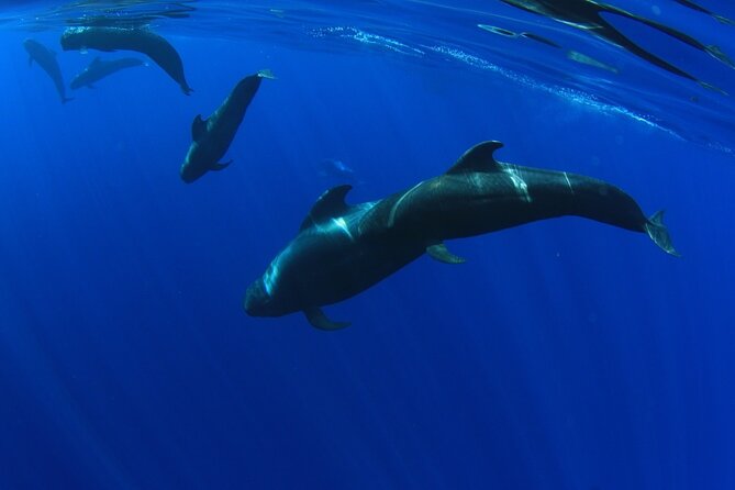 Whale watching and listening Eco-Catamaran Tour with Food Tasting - Crowd levels, comfort, and the best place to sit