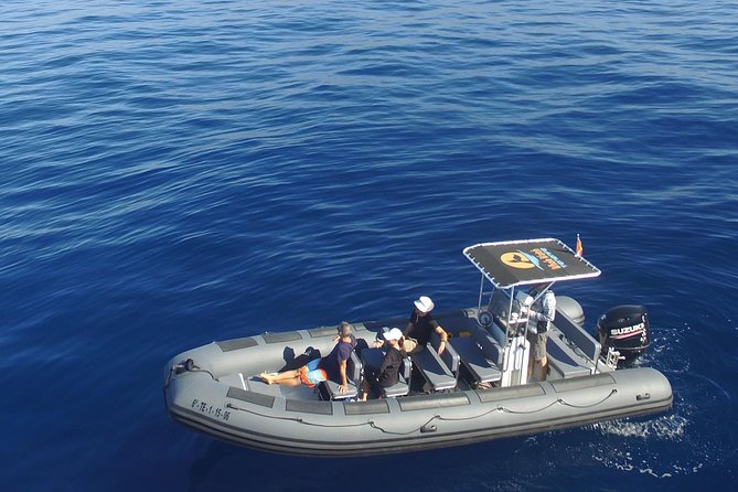 Whale Watching Eco-Adventure from Costa Adeje - Key things to know before you book