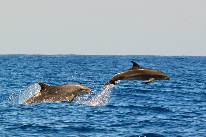 Whale Watching Eco-Adventure from Costa Adeje - Leaving Puerto Colón for the Teno-Rasca Marine Protected Area