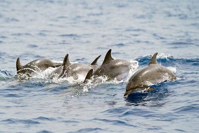 Whale Watching Eco-Adventure from Costa Adeje - The two-hour search for pilot whales and dolphins