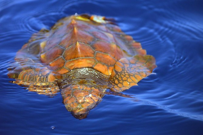 Whale Watching Eco-Adventure from Costa Adeje - Extra sightings beyond whales