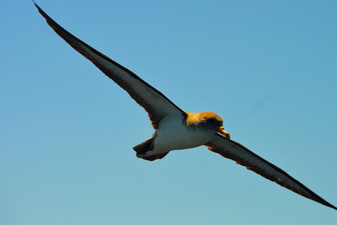 Whale Watching Eco-Adventure from Costa Adeje - What makes the eco-friendly approach valuable