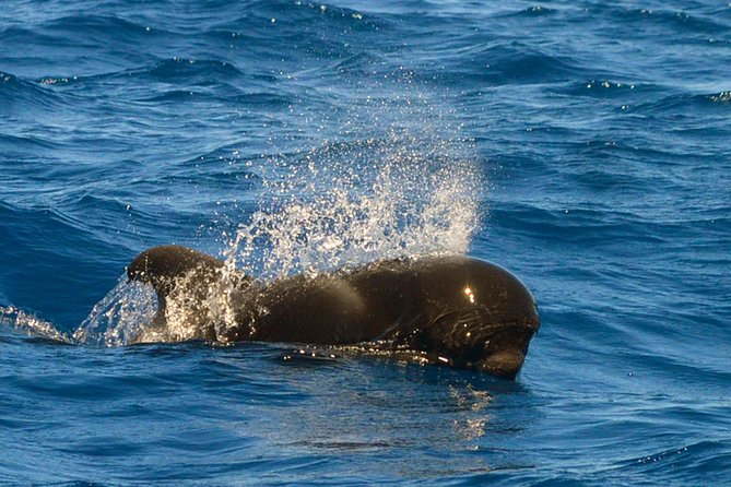 Whale Watching Eco-Adventure from Costa Adeje - Free photos and the value of the $72.56 price