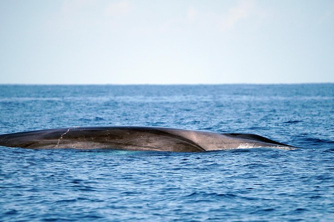 Whale Watching Eco-Adventure from Costa Adeje - Timing, weather, and practical planning