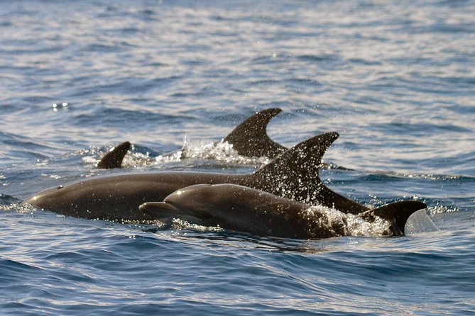 Whale Watching Eco-Adventure from Costa Adeje - Who will enjoy this trip most