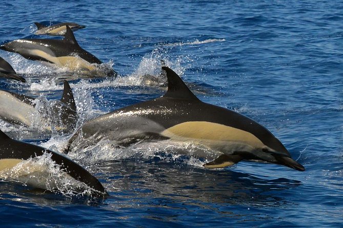 Whale Watching Eco-Adventure from Costa Adeje - Why this protected area matters