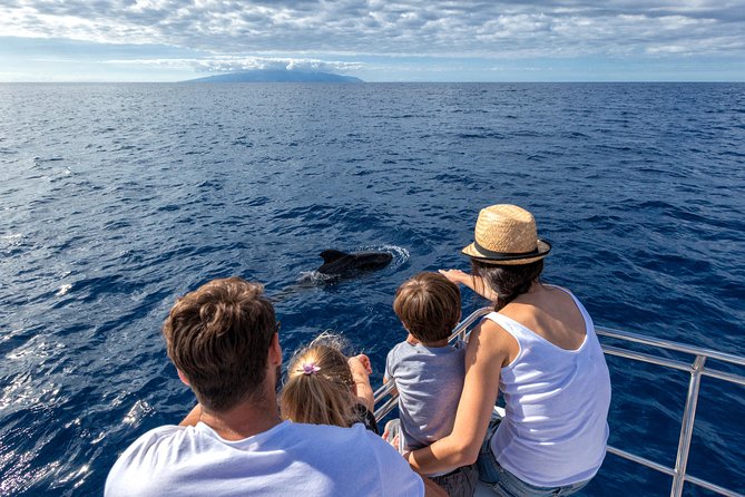 Whales & Dolphins watching in exclusive sailboat - Key points at a glance