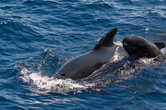 Whales & Dolphins watching in exclusive sailboat - A quiet sailboat trip from Puerto Colón