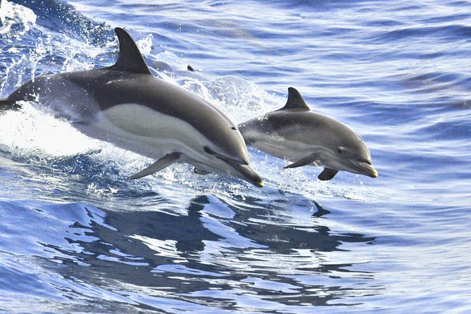 Whales & Dolphins watching in exclusive sailboat - What the small boat changes