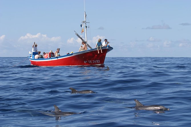 Whalewatching La Gomera - Key points at a glance