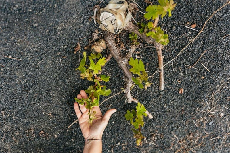 Wine Lovers: Wine Tasting Tour at El Grifo Bodega Lanzarote - Why El Grifo offers more than a standard tasting